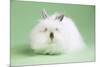 Lion Head Rabbit-Lynn M^ Stone-Mounted Photographic Print