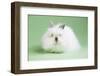 Lion Head Rabbit-Lynn M^ Stone-Framed Photographic Print