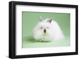 Lion Head Rabbit-Lynn M^ Stone-Framed Photographic Print