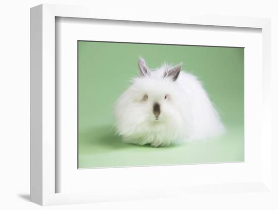 Lion Head Rabbit-Lynn M^ Stone-Framed Photographic Print