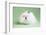 Lion Head Rabbit-Lynn M^ Stone-Framed Photographic Print