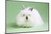 Lion Head Rabbit-Lynn M^ Stone-Mounted Photographic Print