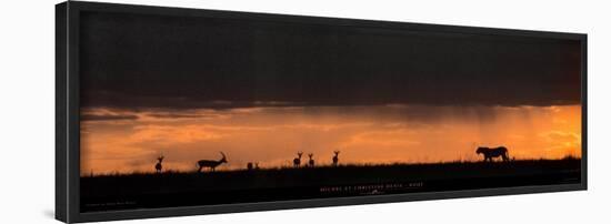 Lion Hunting, Masai-Mara, Kenya-Michel & Christine Denis-Huot-Framed Art Print