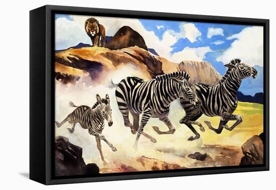 Lion Hunting Zebras-G. W Backhouse-Framed Stretched Canvas