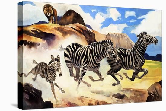 Lion Hunting Zebras-G. W Backhouse-Stretched Canvas