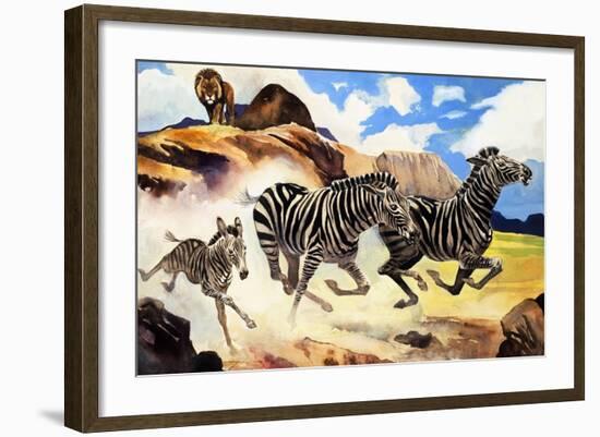 Lion Hunting Zebras-G. W Backhouse-Framed Giclee Print