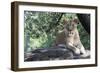 Lion Hz 17 1-Robert Michaud-Framed Giclee Print