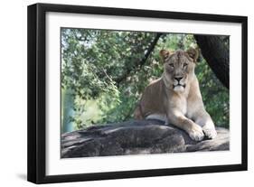 Lion Hz 17 1-Robert Michaud-Framed Giclee Print