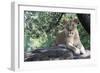 Lion Hz 17 1-Robert Michaud-Framed Giclee Print