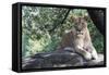 Lion Hz 17 1-Robert Michaud-Framed Stretched Canvas