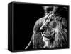 Lion in Black and White-Joerg Huettenhoelscher-Framed Stretched Canvas