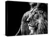 Lion in Black and White-Joerg Huettenhoelscher-Stretched Canvas