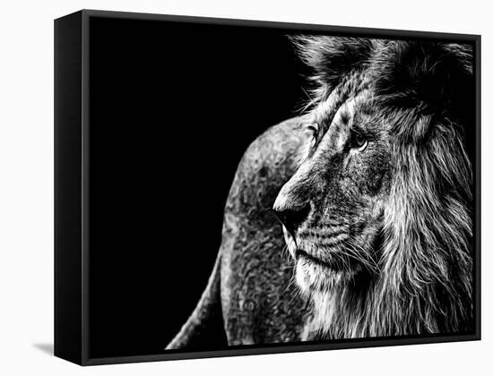 Lion in Black and White-Joerg Huettenhoelscher-Framed Stretched Canvas