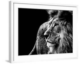 Lion in Black and White-Joerg Huettenhoelscher-Framed Photographic Print