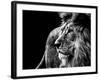 Lion in Black and White-Joerg Huettenhoelscher-Framed Photographic Print