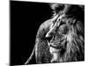 Lion in Black and White-Joerg Huettenhoelscher-Mounted Photographic Print