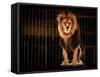 Lion in Circus Cage-NejroN Photo-Framed Stretched Canvas