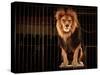 Lion in Circus Cage-NejroN Photo-Stretched Canvas