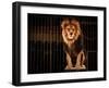Lion in Circus Cage-NejroN Photo-Framed Photographic Print