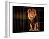 Lion in Circus Cage-NejroN Photo-Framed Photographic Print