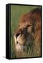 Lion in Grass-DLILLC-Framed Stretched Canvas