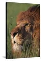 Lion in Grass-DLILLC-Stretched Canvas