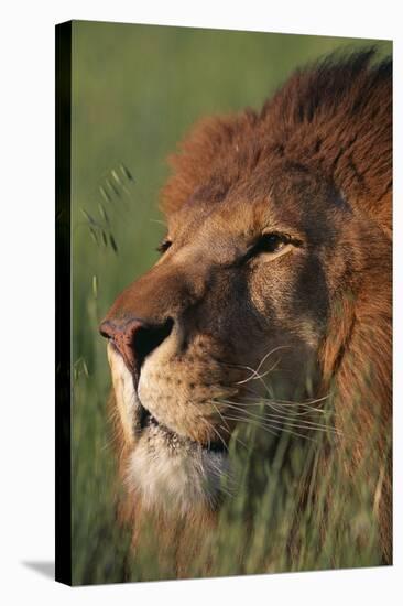 Lion in Grass-DLILLC-Stretched Canvas