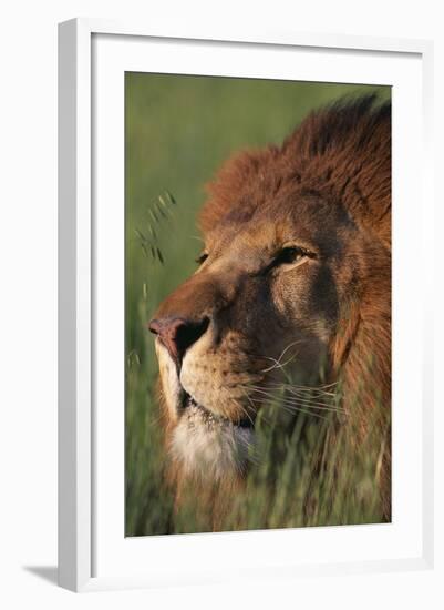 Lion in Grass-DLILLC-Framed Photographic Print