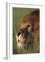 Lion in Grass-DLILLC-Framed Photographic Print