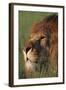 Lion in Grass-DLILLC-Framed Photographic Print