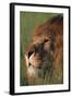 Lion in Grass-DLILLC-Framed Photographic Print