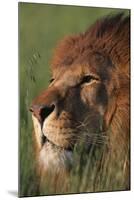 Lion in Grass-DLILLC-Mounted Photographic Print