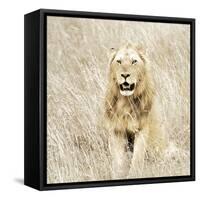 Lion in Kenya-Susan Bryant-Framed Stretched Canvas