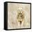 Lion in Kenya-Susan Bryant-Framed Stretched Canvas