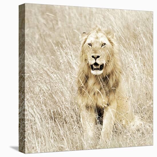 Lion in Kenya-Susan Bryant-Stretched Canvas