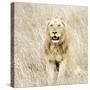 Lion in Kenya-Susan Bryant-Stretched Canvas