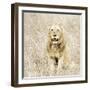 Lion in Kenya-Susan Bryant-Framed Photographic Print