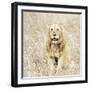 Lion in Kenya-Susan Bryant-Framed Photographic Print