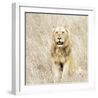 Lion in Kenya-Susan Bryant-Framed Photographic Print