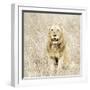 Lion in Kenya-Susan Bryant-Framed Photographic Print