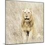 Lion in Kenya-Susan Bryant-Mounted Photographic Print