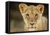 Lion in Kgalagadi Transfrontier Park-Paul Souders-Framed Stretched Canvas