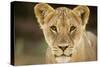 Lion in Kgalagadi Transfrontier Park-Paul Souders-Stretched Canvas