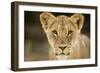 Lion in Kgalagadi Transfrontier Park-Paul Souders-Framed Photographic Print