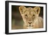 Lion in Kgalagadi Transfrontier Park-Paul Souders-Framed Photographic Print