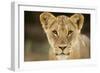 Lion in Kgalagadi Transfrontier Park-Paul Souders-Framed Photographic Print