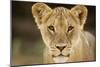 Lion in Kgalagadi Transfrontier Park-Paul Souders-Mounted Photographic Print