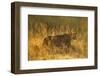 Lion in Tall Grass-Michele Westmorland-Framed Photographic Print