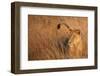 Lion in Tall Grass-Scott Bennion-Framed Photo