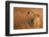 Lion in Tall Grass-Scott Bennion-Framed Photo